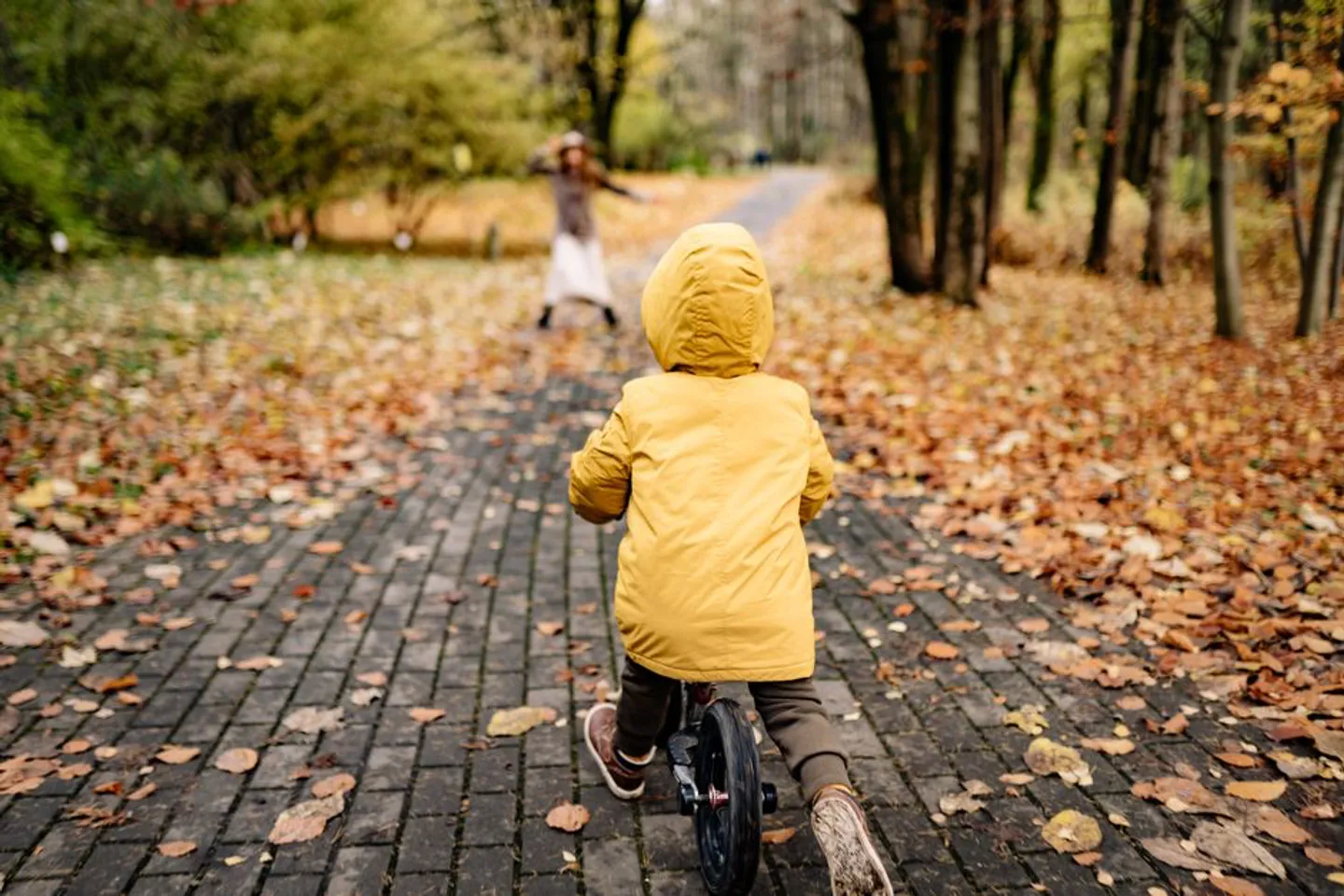Tree-lined bicycle path in a city park.